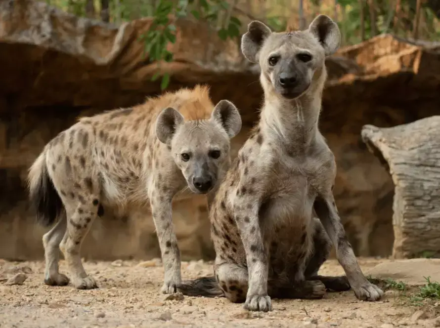 Our underestimated friends the hyenas featured