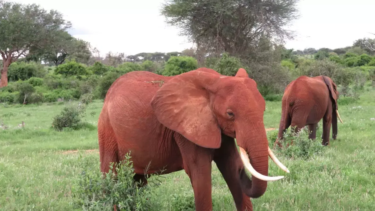Tsavo National Park in Kenya Featured