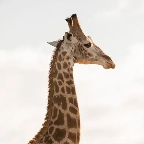 Zimbabwe