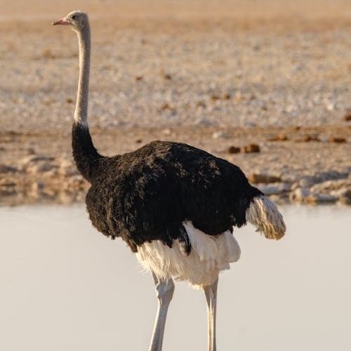 Namibia