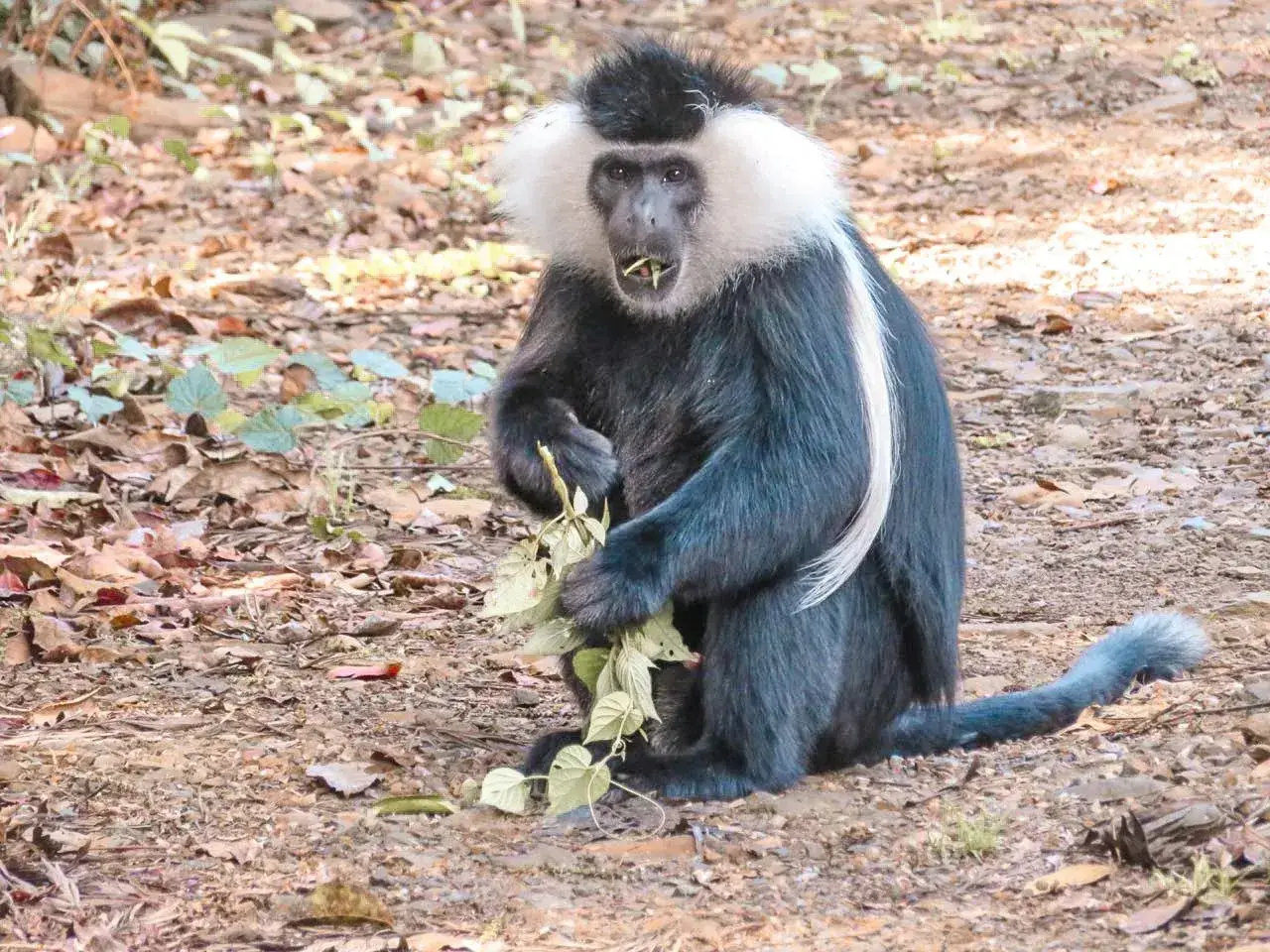 Rwanda – Home of the Gorillas and Chimps - Amazing Africa