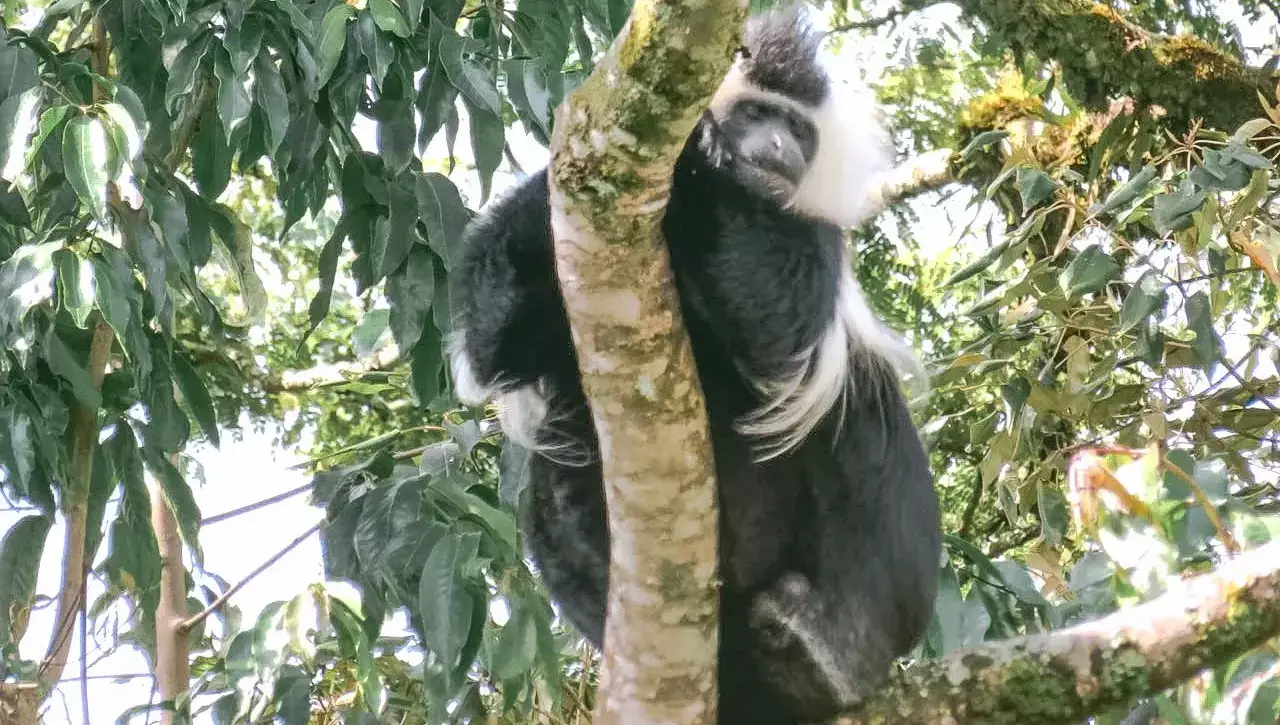 Rwanda - Amazing Africa