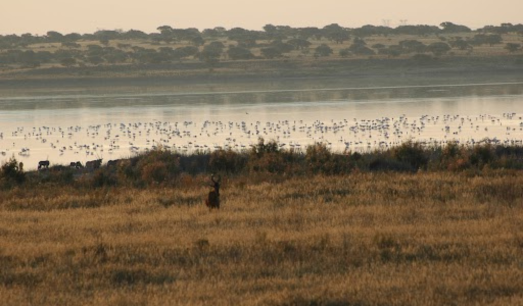 Exploring Southern Africa with Rovos Rail: Journeys Through Scenery, History and Luxury