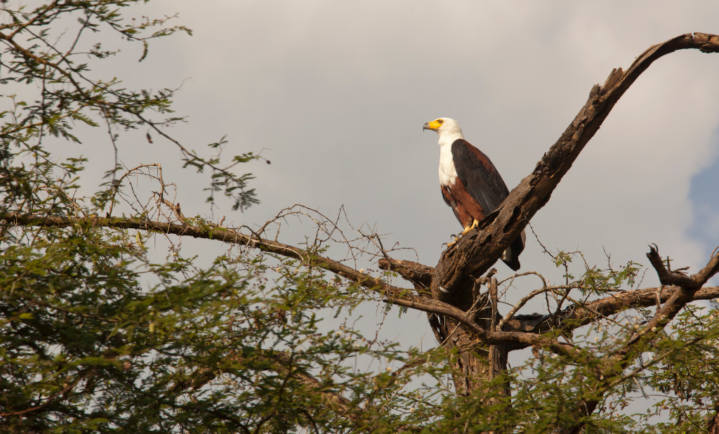 Exploring Mozambique: From Gorongosa’s Wild Plains to the Quiet Shores of Benguerra