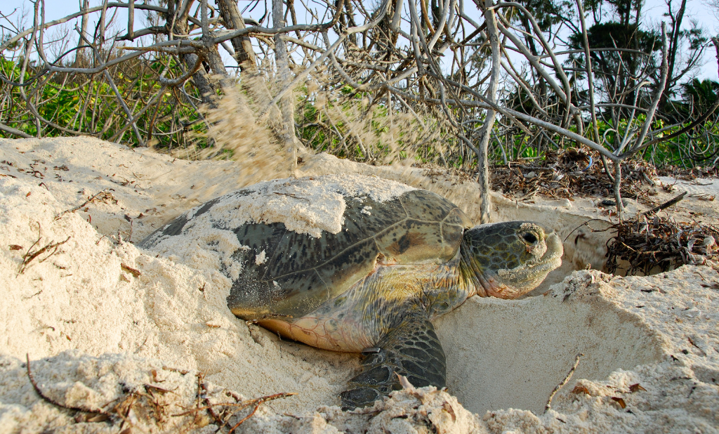 Exploring Mozambique: From Gorongosa’s Wild Plains to the Quiet Shores of Benguerra