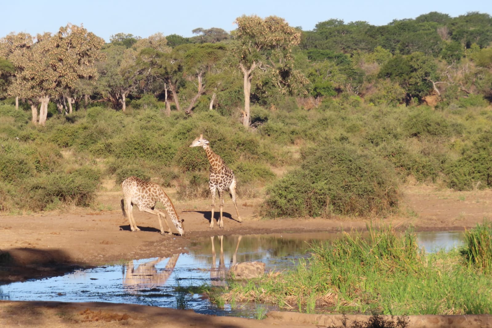 Seamless Safari: The Ultimate Four-Country Southern Africa Route