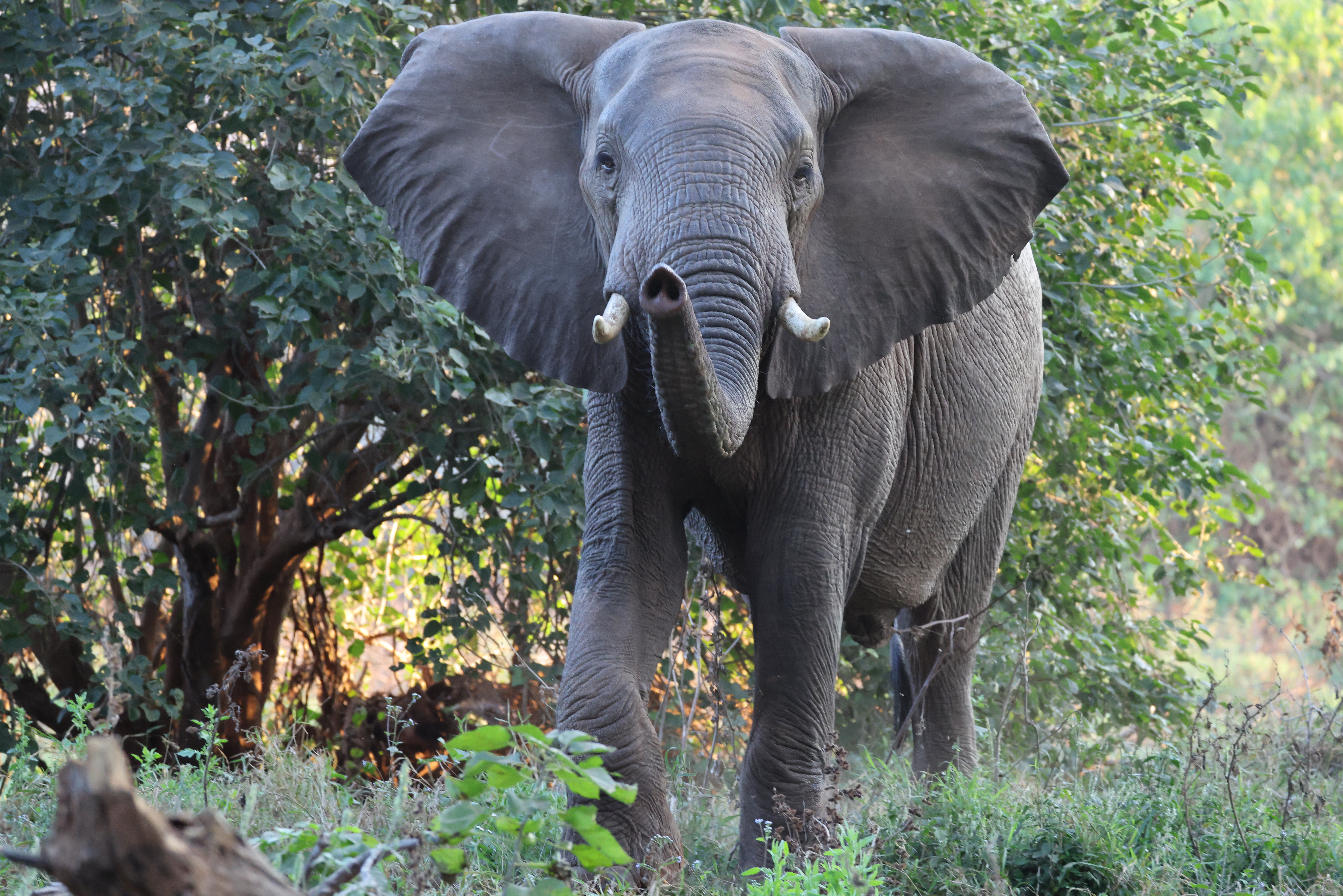 Wild Contrasts: Connecting South Africa’s Pafuri Concession with Botswana’s Mashatu Reserve
