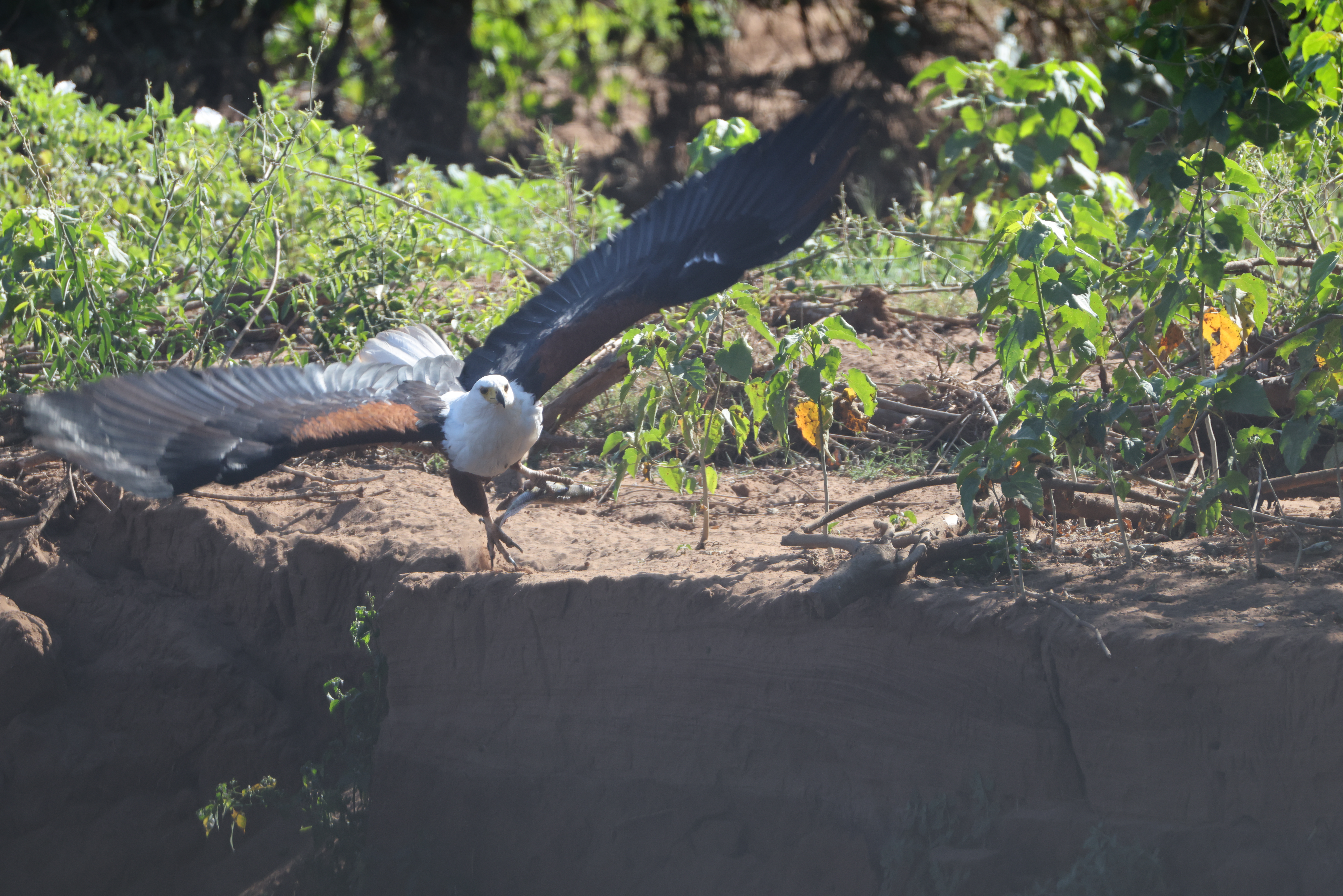 Wild Contrasts: Connecting South Africa’s Pafuri Concession with Botswana’s Mashatu Reserve