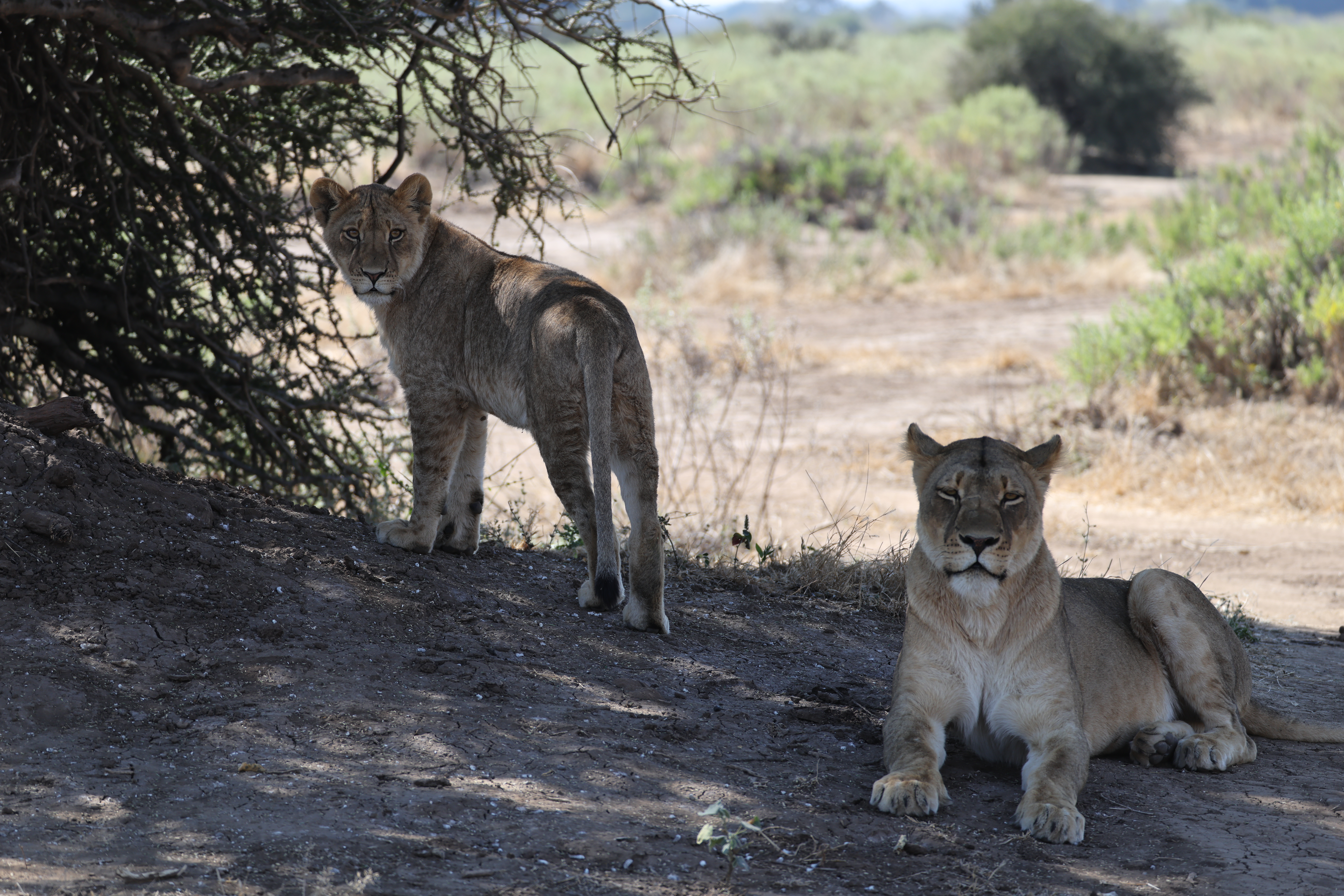 Wild Contrasts: Connecting South Africa’s Pafuri Concession with Botswana’s Mashatu Reserve
