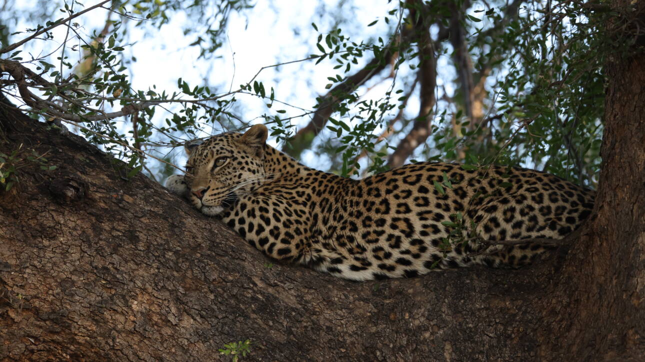 Wild Contrasts: Connecting South Africa’s Pafuri Concession with Botswana’s Mashatu Reserve