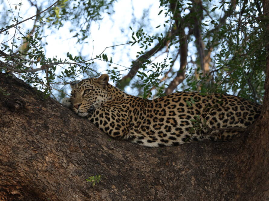 Wild Contrasts: Connecting South Africa’s Pafuri Concession with Botswana’s Mashatu Reserve